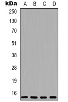 4EBP1 Antibody
