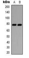 PKC delta Antibody