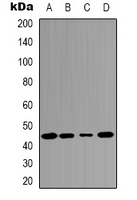 c-Jun Rabbit Polyclonal Antibody