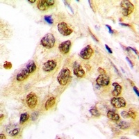 c-Jun Rabbit Polyclonal Antibody