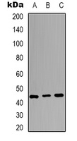 c-Jun Rabbit Polyclonal Antibody