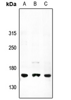 ATP7A Antibody