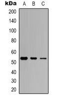 p53 (Phospho-S46) Antibody