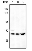 AMPK alpha 1 Antibody