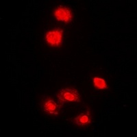 Anti-AMPK alpha 1 Antibody