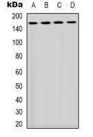 PLC gamma 1 Antibody