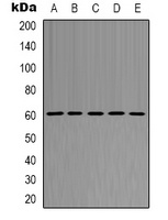 AKT1 Antibody