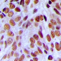 CBP80 Antibody
