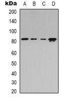Beta-adducin Rabbit Polyclonal Antibody