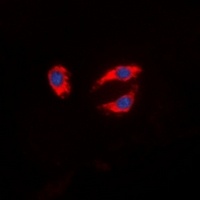 Anti-Synapsin 1 Antibody