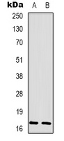 Histone H3 (Phospho-T3) Antibody