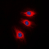 Anti-Caldesmon (Phospho-S789) Antibody