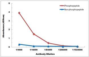 Anti-IRF3 (Phospho-S385) Antibody
