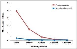 IRF3 (phospho-S385) antibody