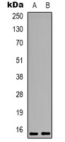 PEA15 (Phospho-S116) Antibody