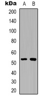 XIAP (Phospho-S87) Antibody