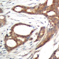 Anti-PER2 (Phospho-S662) Antibody