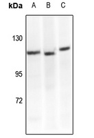 CD29 Antibody