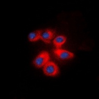 CD29 Antibody