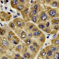 Anti-c-RAF Antibody