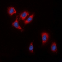 Anti-c-RAF Antibody