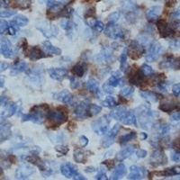 CD32b antibody