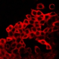 BAX Antibody