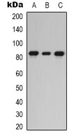 PKC epsilon Antibody