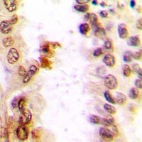 Anti-c-Jun Antibody