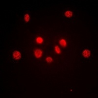 Anti-c-Jun Antibody
