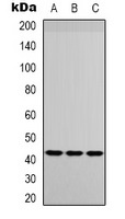 IGFBP3 Antibody