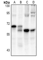 CD127 antibody