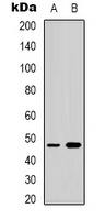 p47 phox Antibody