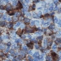 p47 phox Antibody