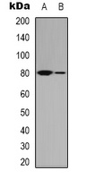 MRE11 Antibody