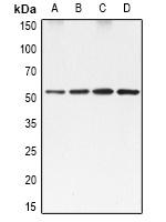 SRF Antibody