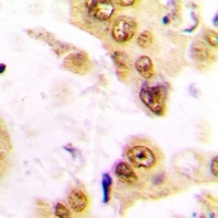 SRF Antibody