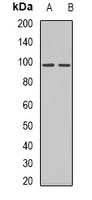 AXL Antibody