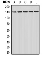LATS1/2 Antibody
