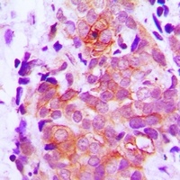 Claudin 7 antibody