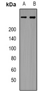 IP3R Rabbit Polyclonal Antibody
