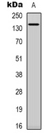 SPZ1 Rabbit Polyclonal Antibody
