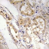 SPZ1 Rabbit Polyclonal Antibody