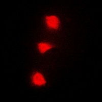 SPZ1 antibody
