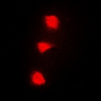 SPZ1 Rabbit Polyclonal Antibody