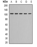 DNA Ligase 3 Rabbit Polyclonal Antibody