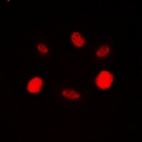 Anti-RAD54A Antibody