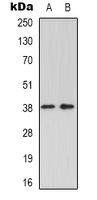 GRAP2 Antibody