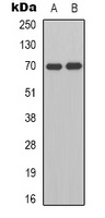 HGF activator Antibody