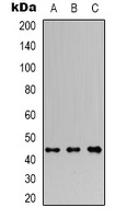 RagC Antibody